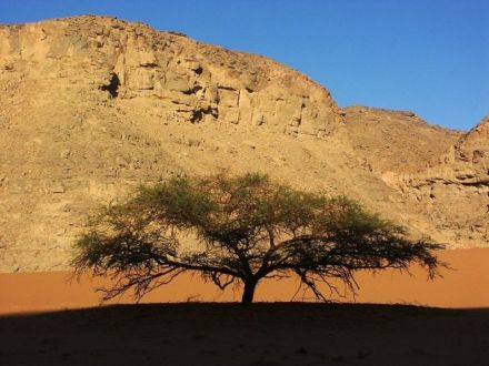 Shittah-Tree - Acacia raddiana - акация Радди